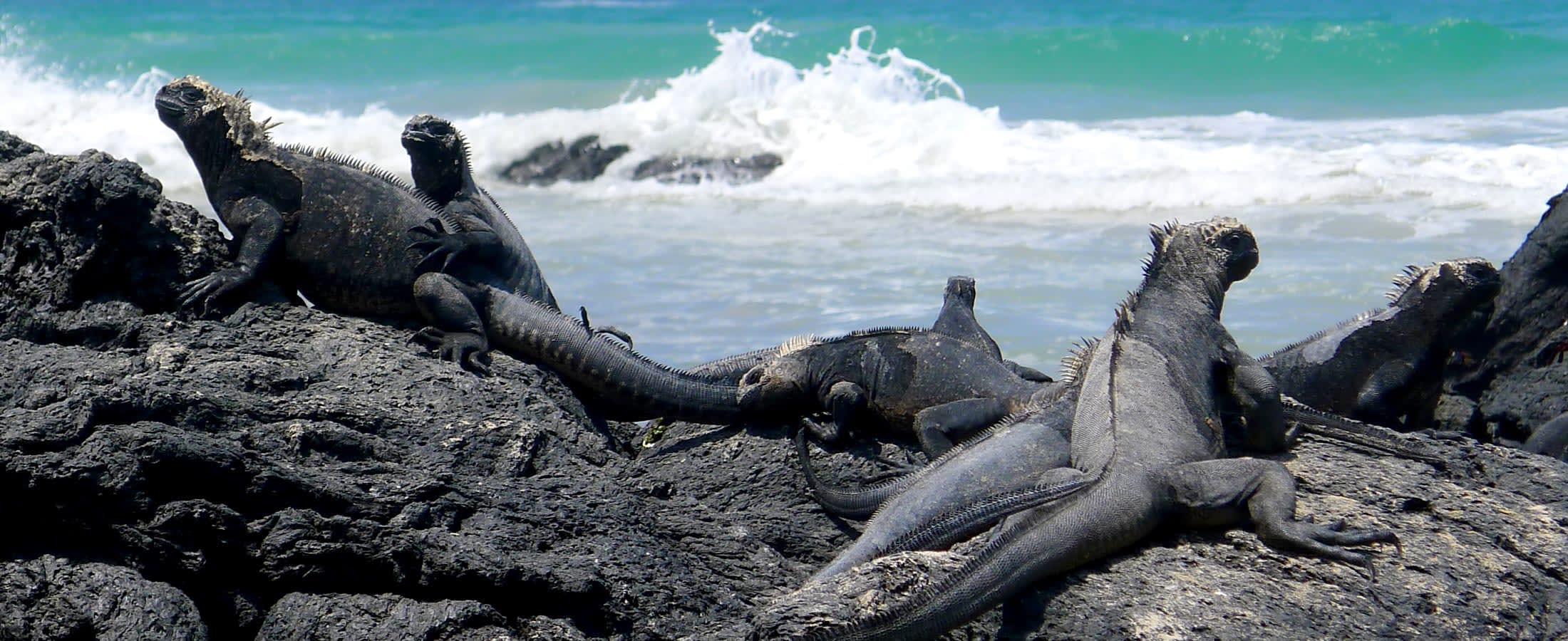 Marine iguanas, Isabela Island