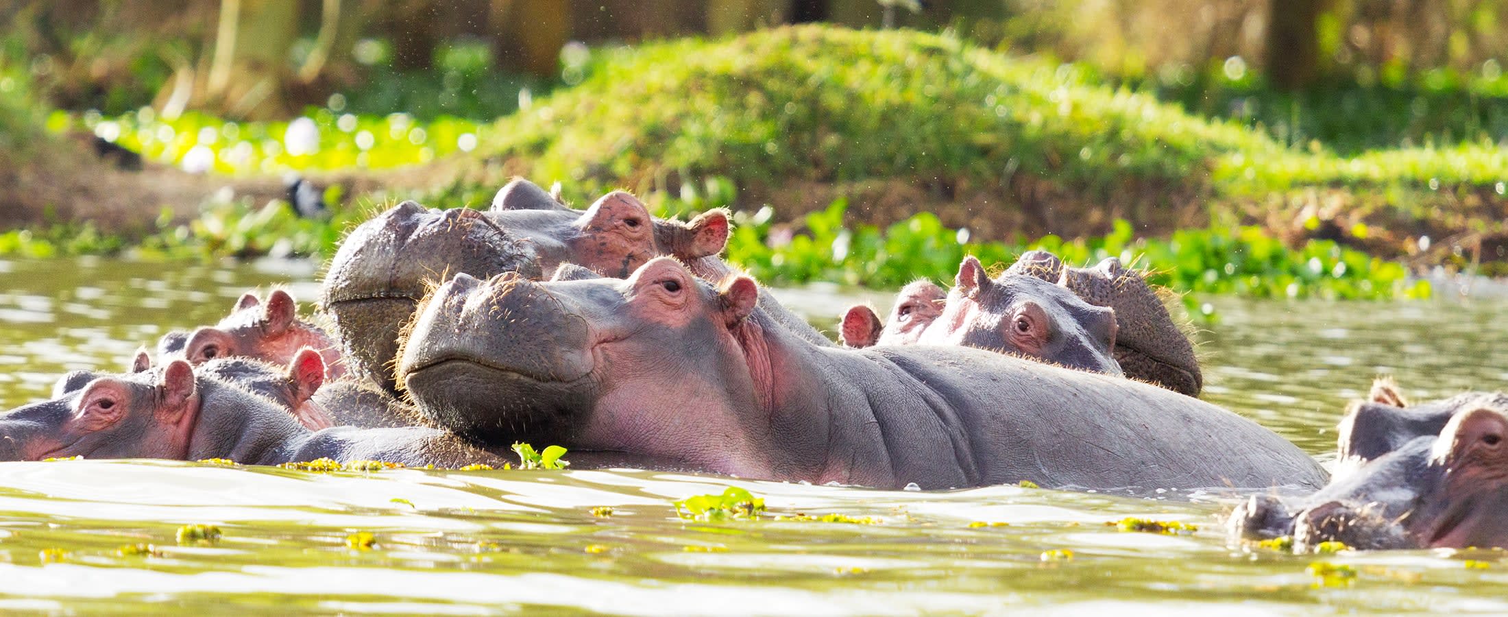 Hippos, Lake Naivasha