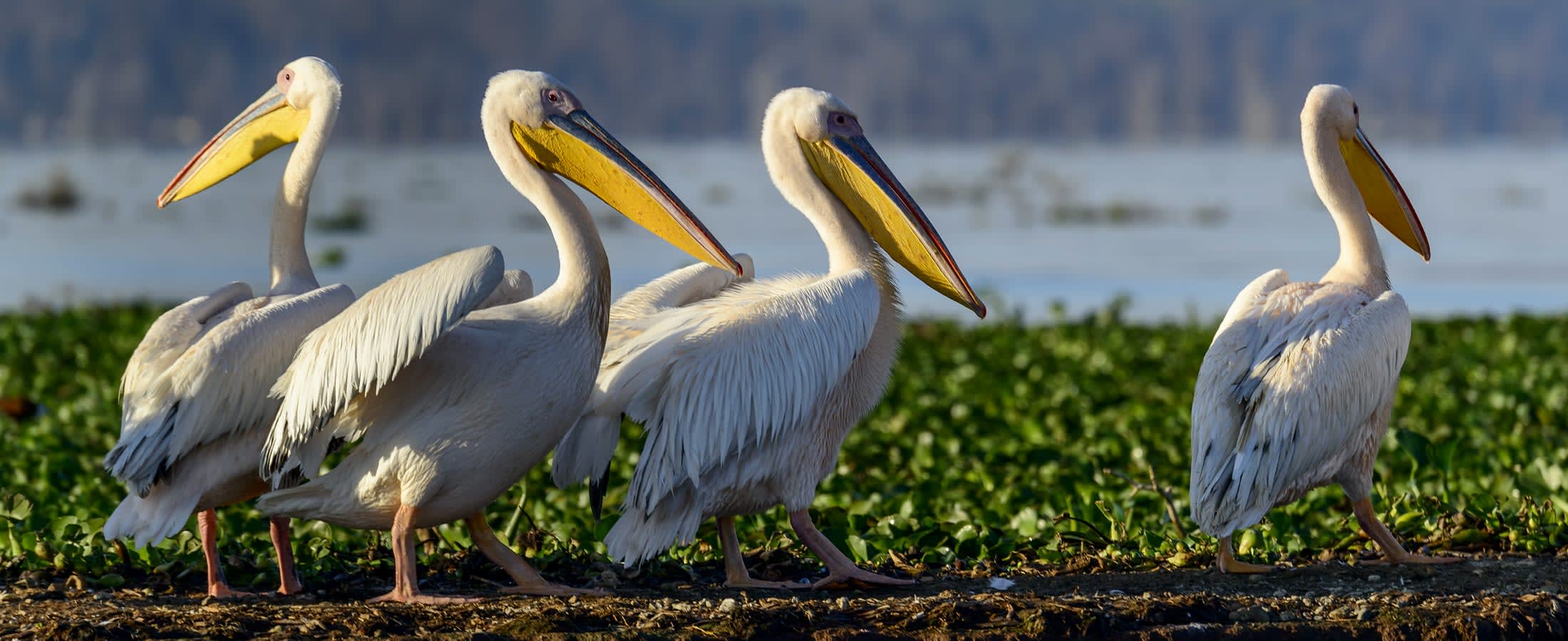 Great white pelicans, Lake Naivasha