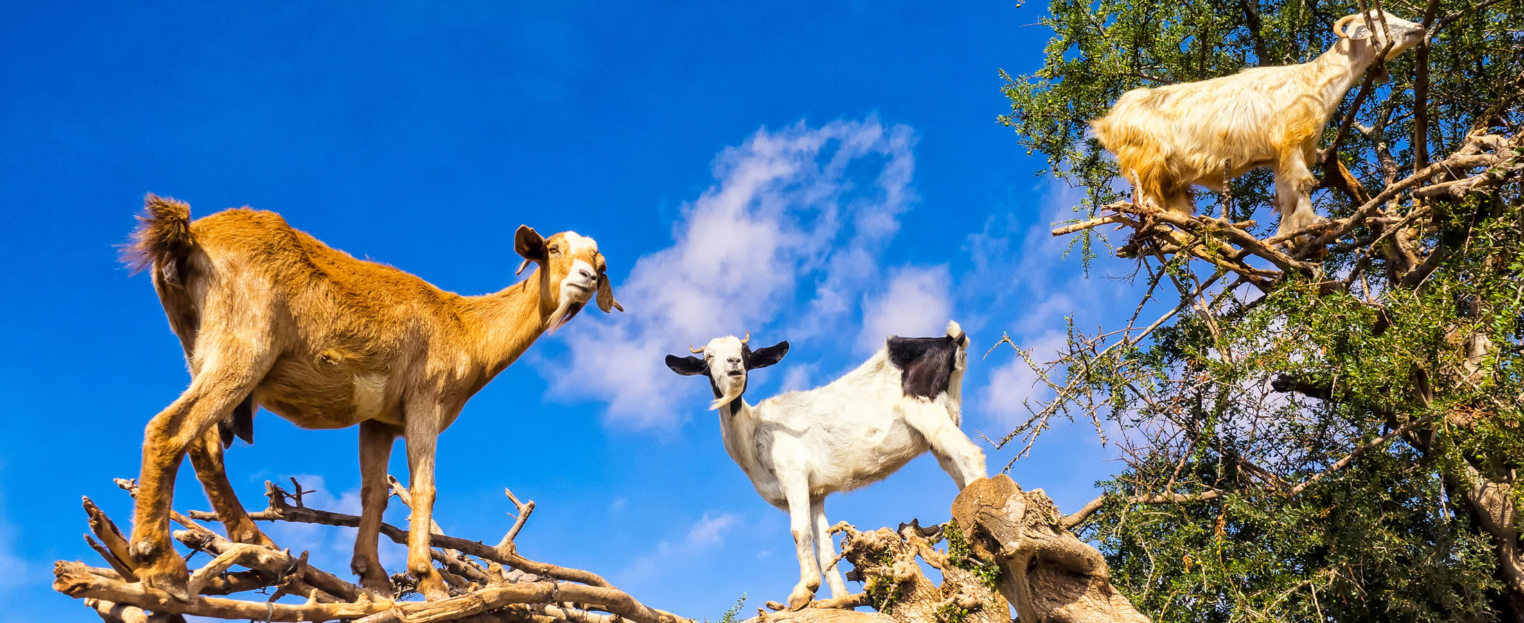 Goats in the boughs of an Argan tree