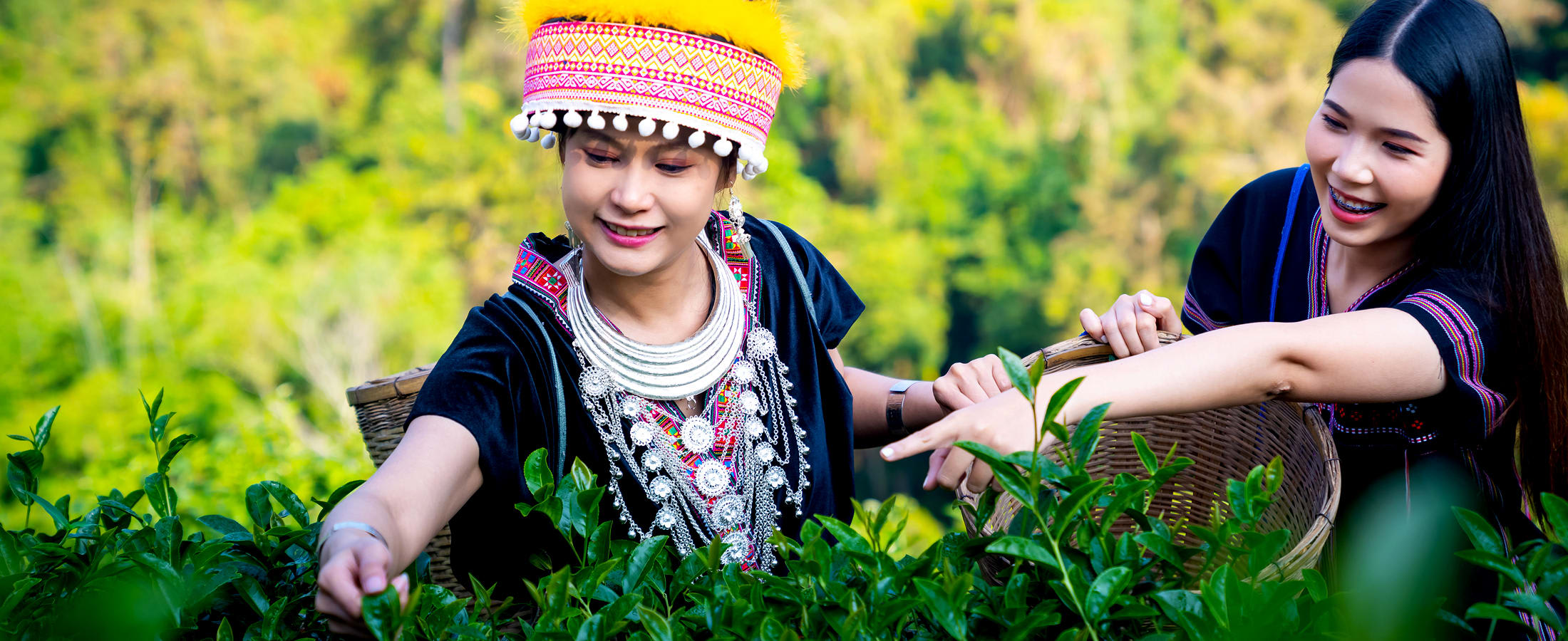 Araska Tea Garden, Chiang Mai