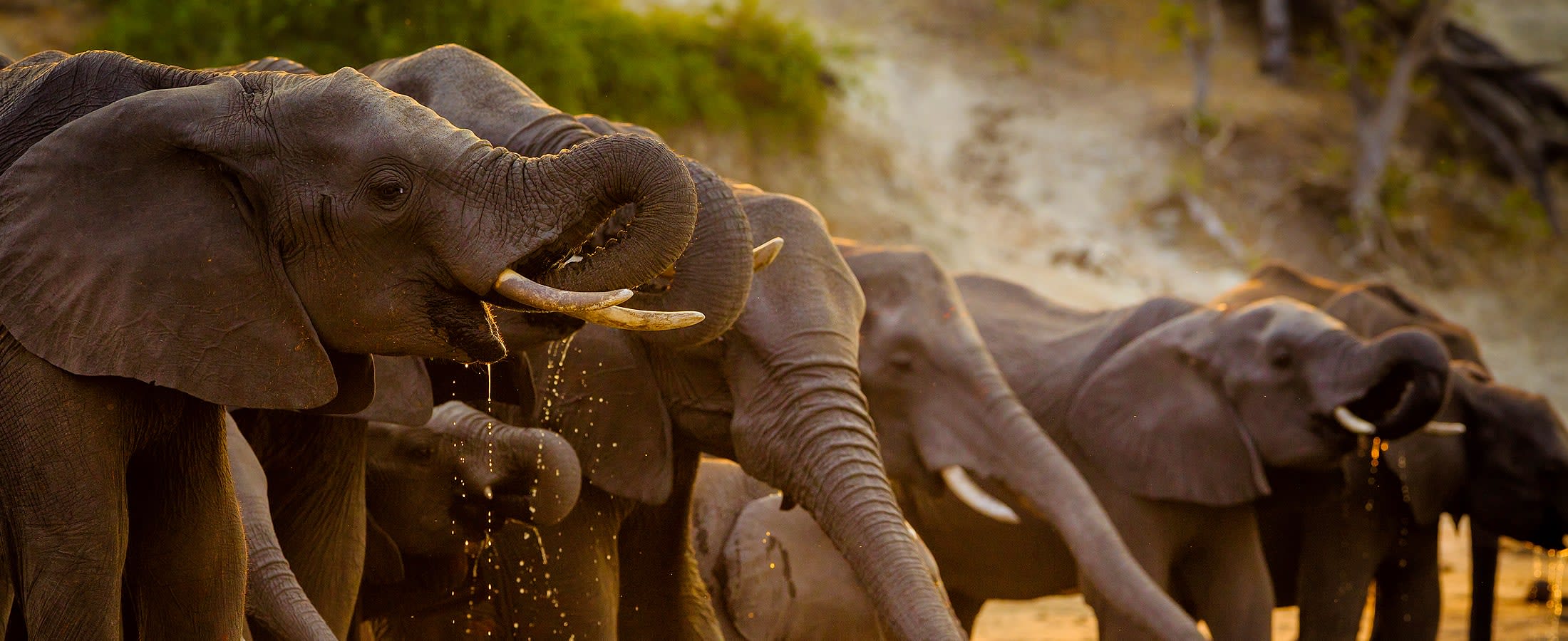 Elephants, Chobe National Park