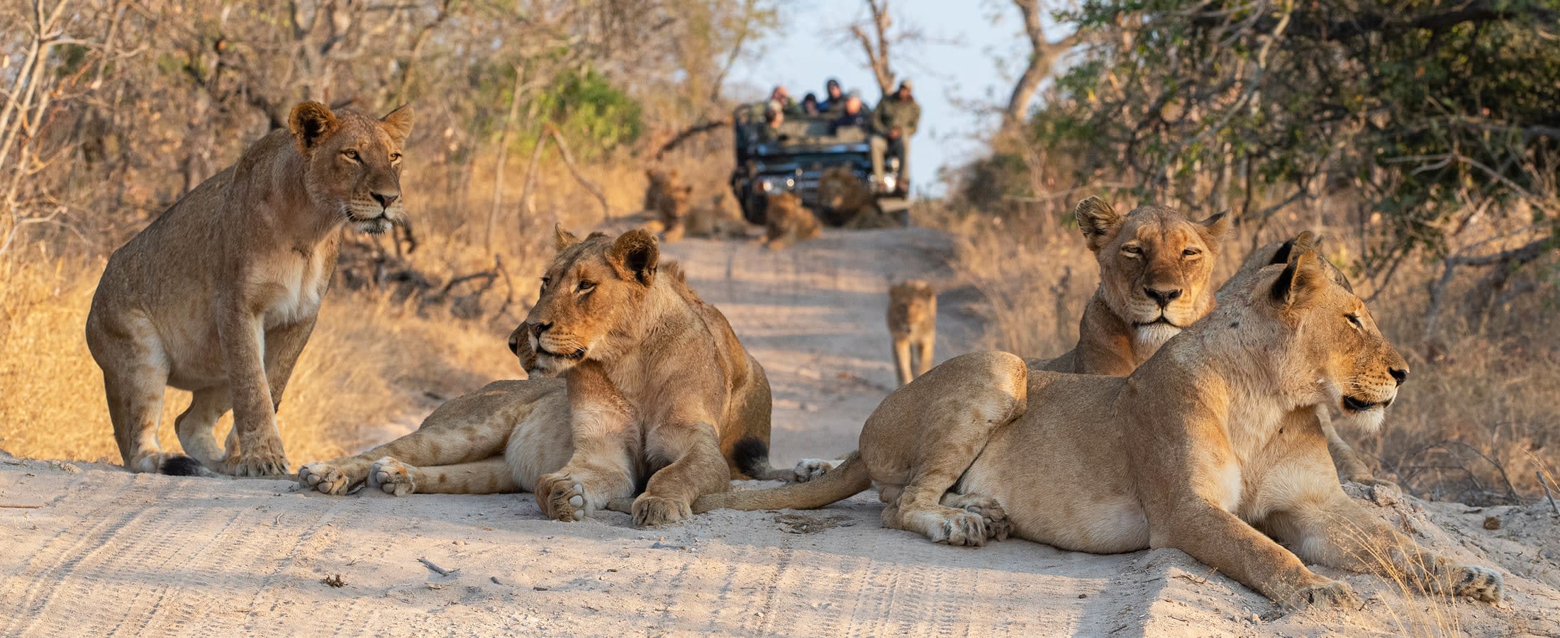 Observing lions on safari, Kruger National Park