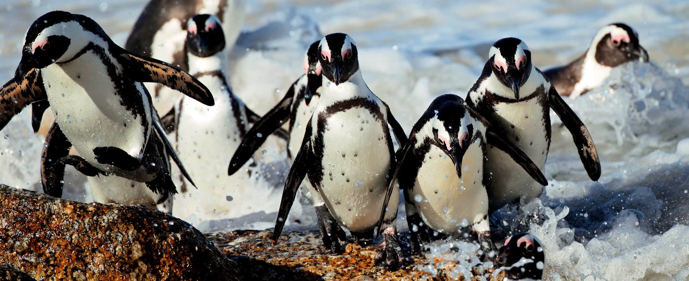 African penguins, Boulders Beach, Cape Town