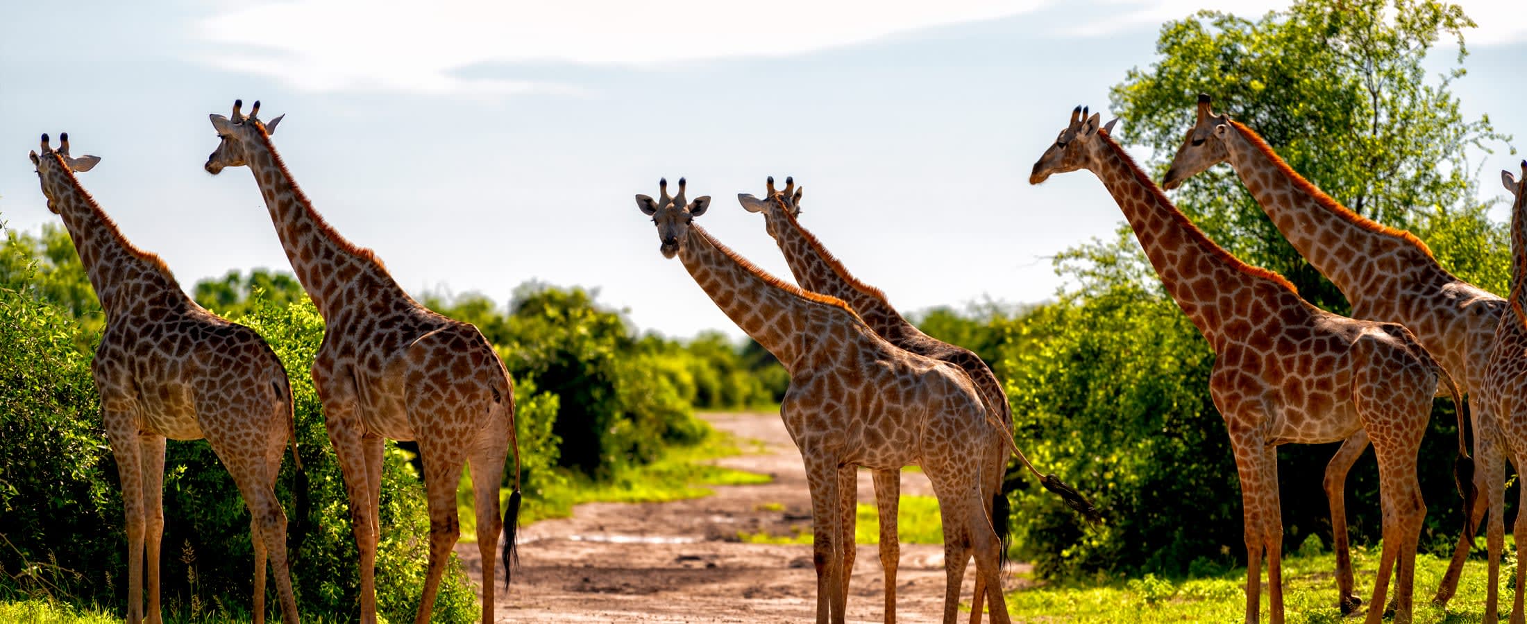 Giraffes crossing the road, Chobe National Park