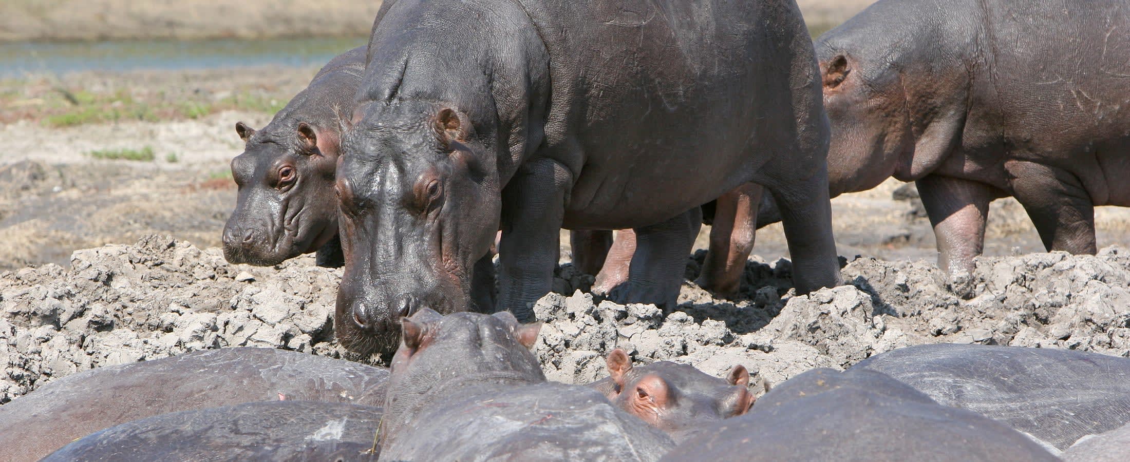 Hippos, Chobe National Park