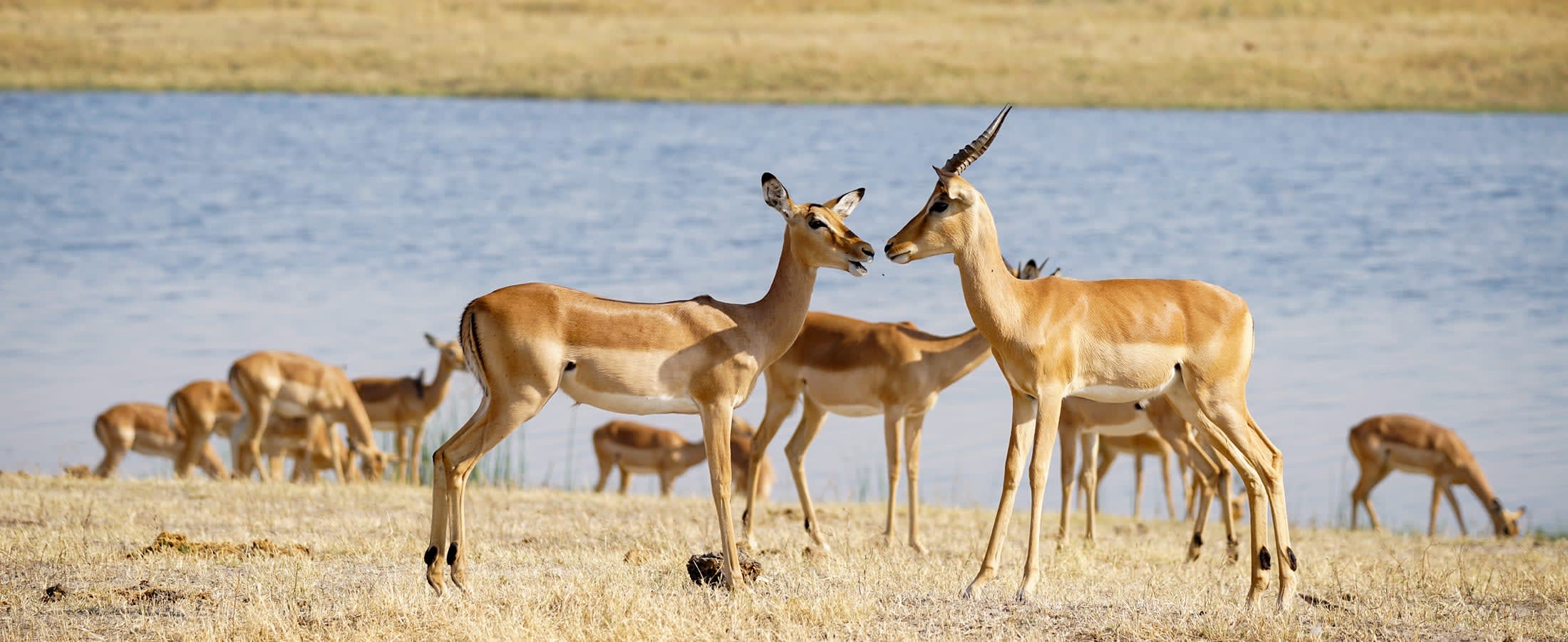 Impala herd, Chobe National Park