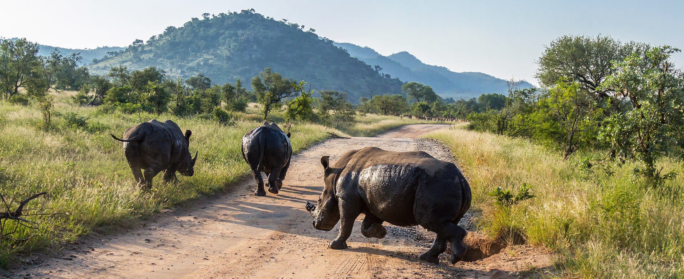 White rhinos, Kruger National Park