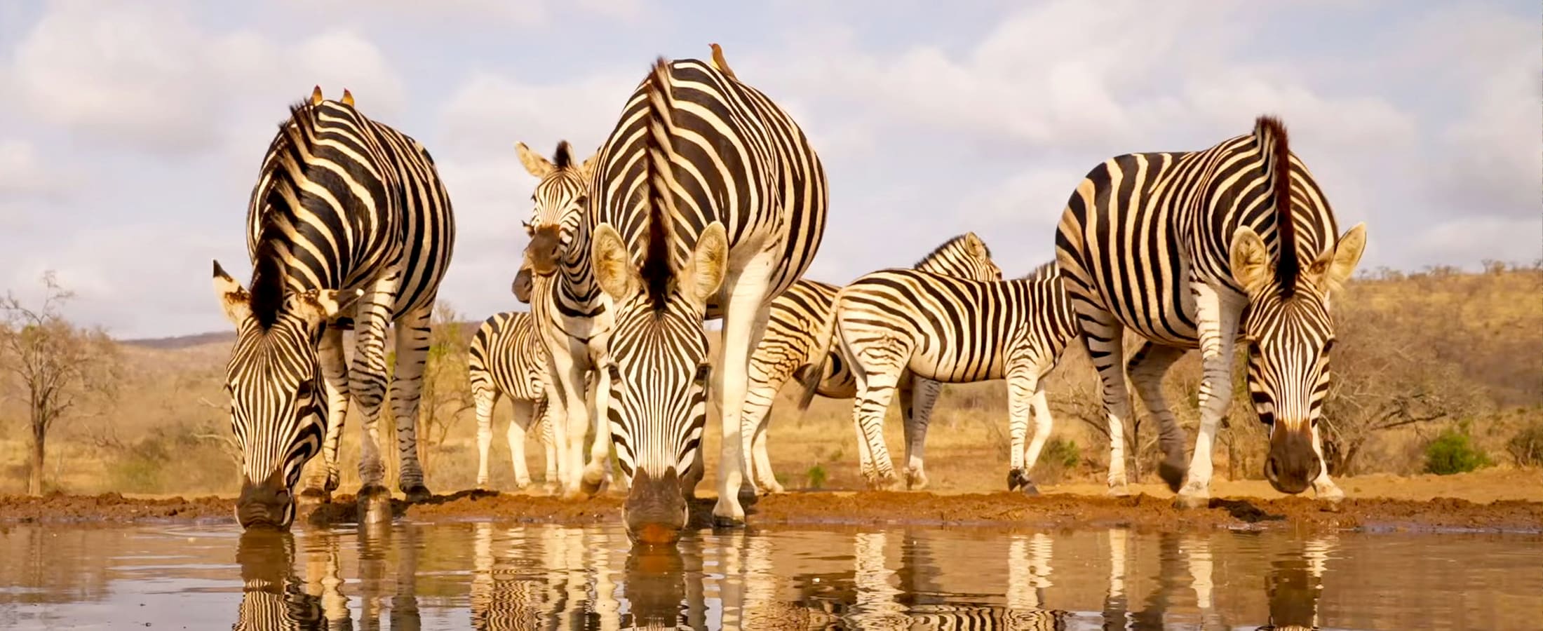Zebras drinking, Kruger National Park