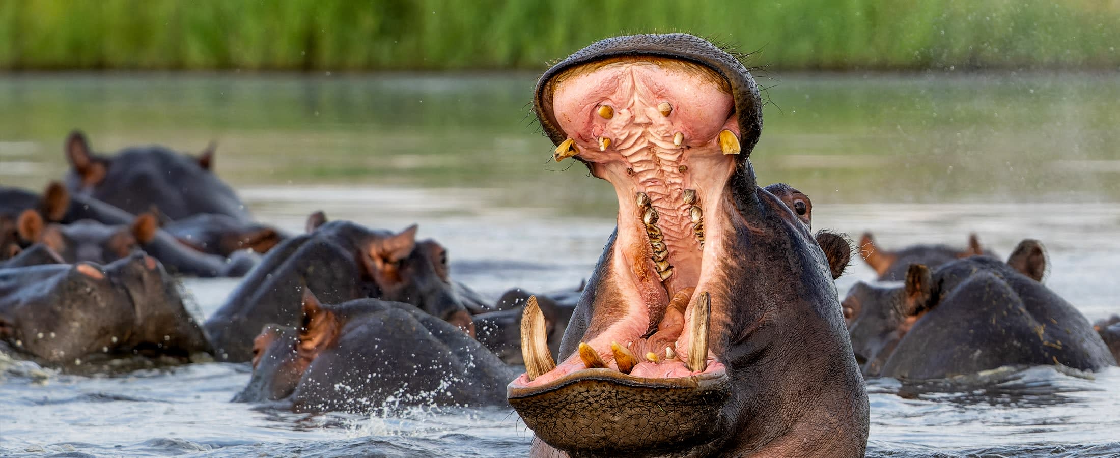 Hippos, Chobe River