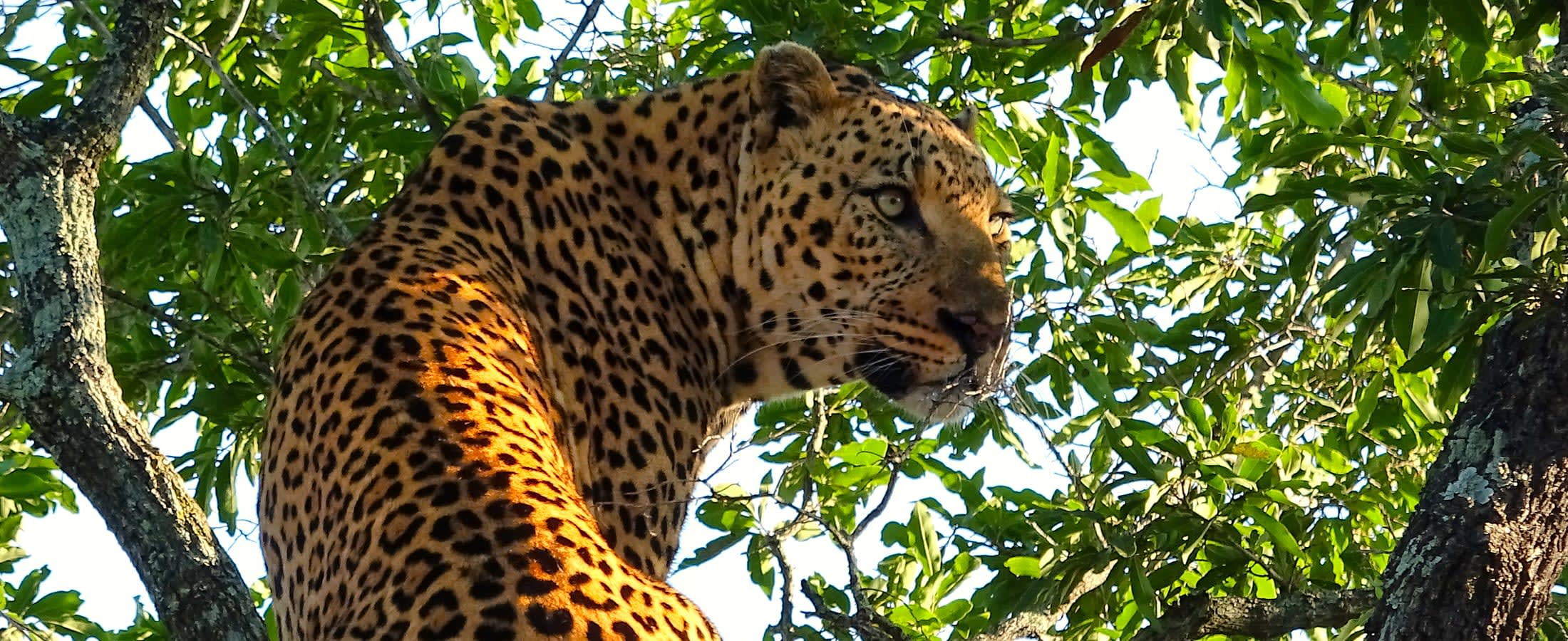 Leopard in a tree, Karongwe Game Reserve