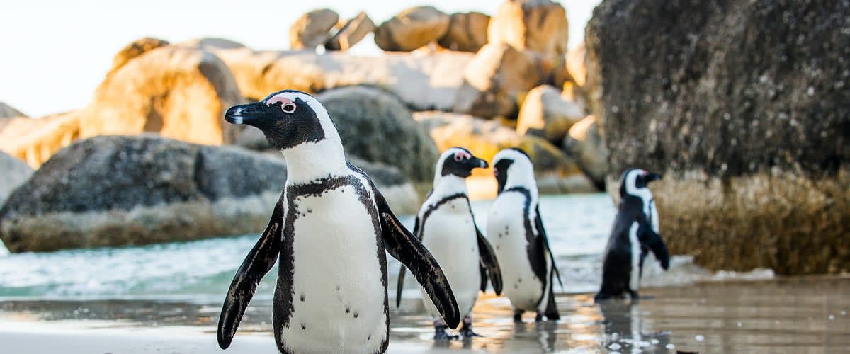 African penguins, Boulders Beach