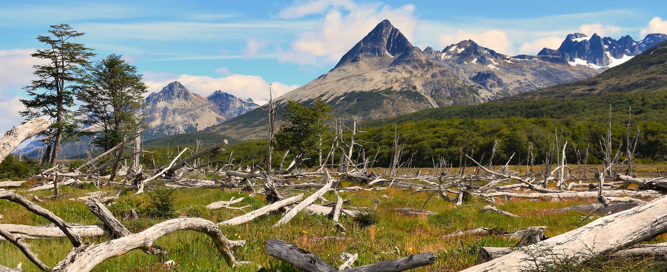 Peat bogs, Tierra del Fuego