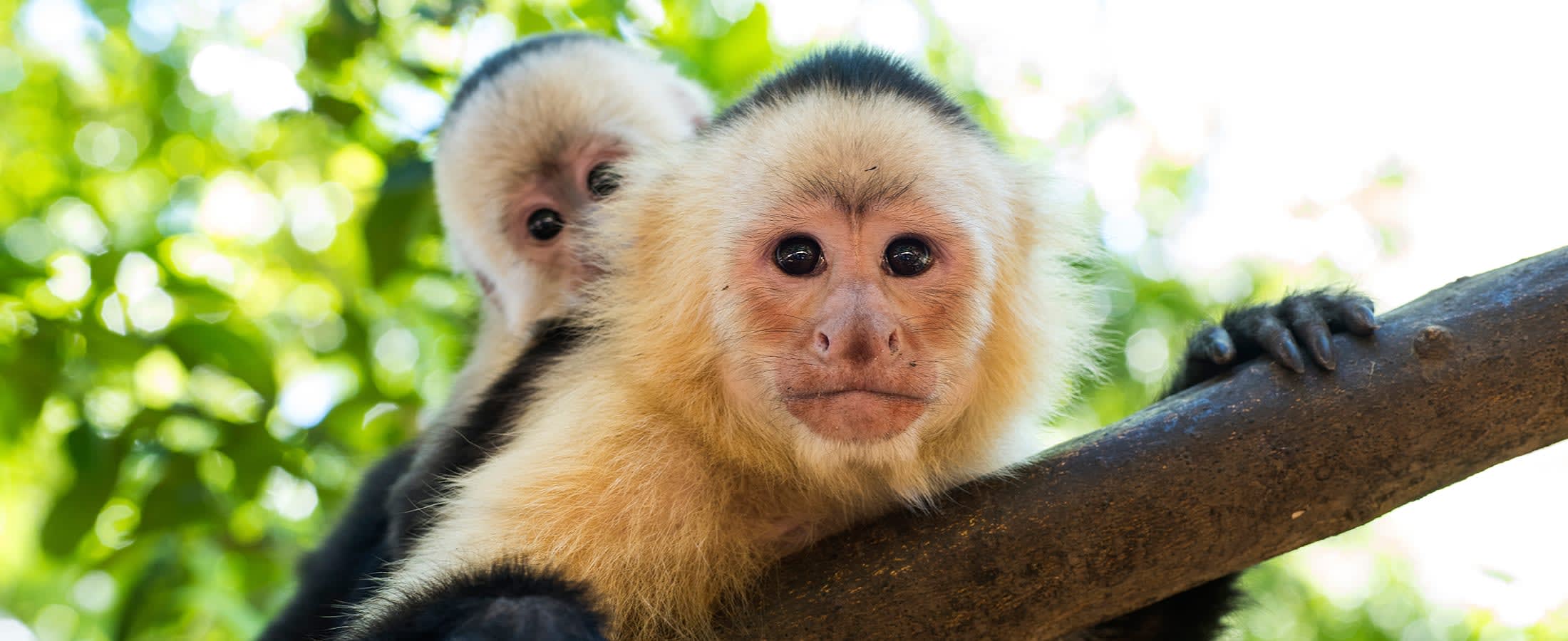 Capuchin monkeys