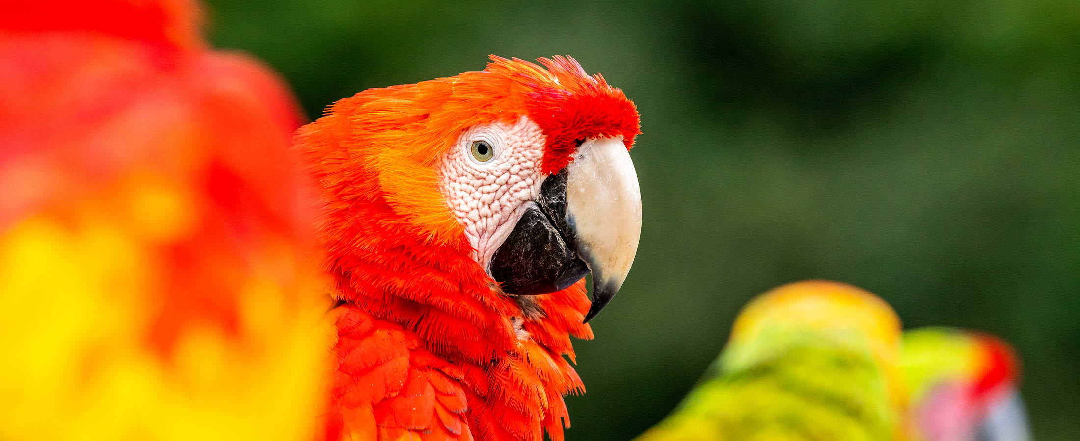 Colorful macaws