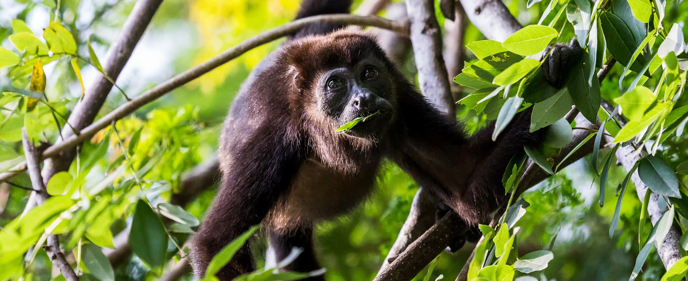 Howler monkey