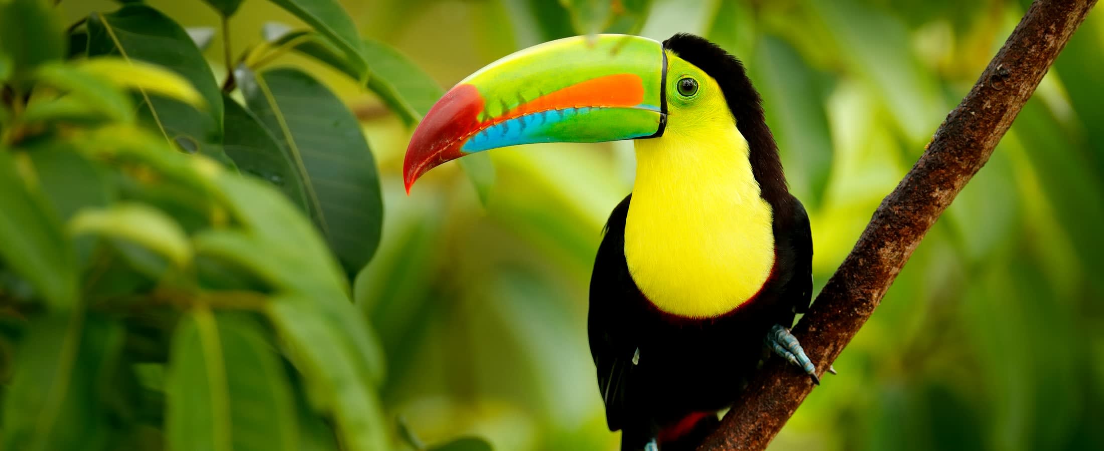 Keel-billed toucan