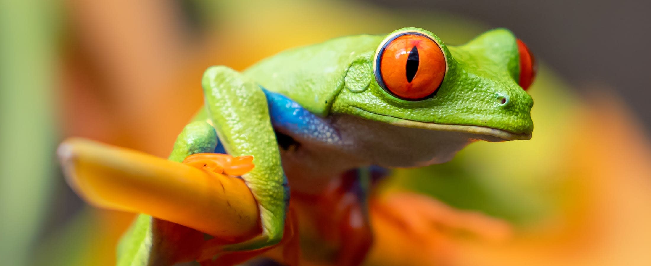 Red-eyed tree frog