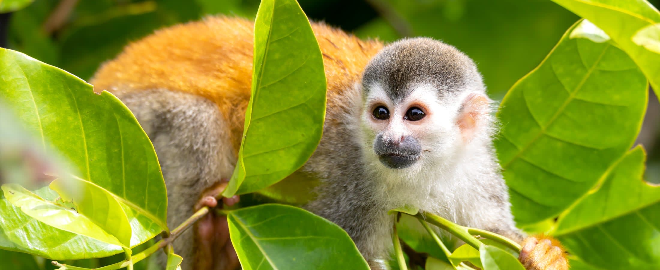 Squirrel monkey