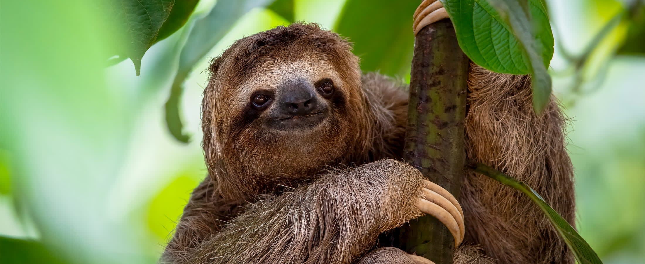 Three-toed sloth