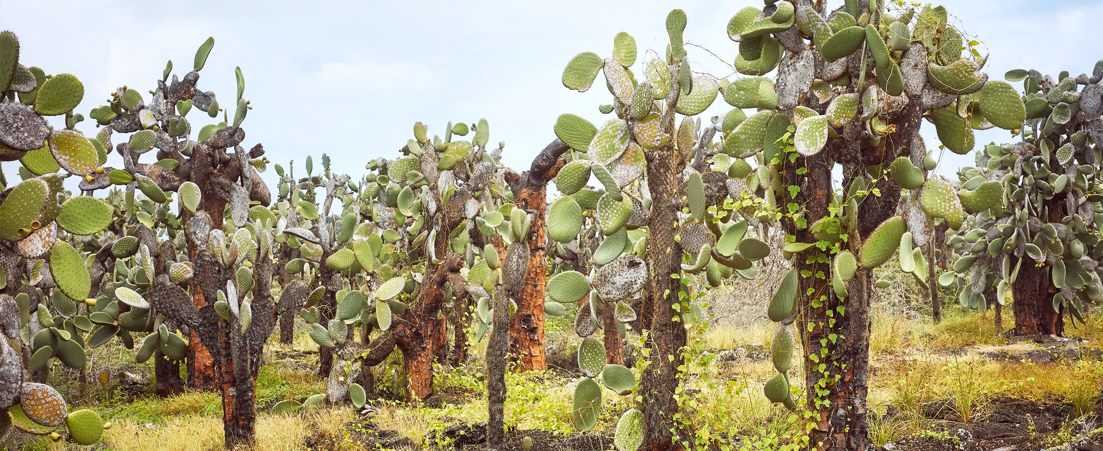 Prickly pear cactus forest, Santa Cruz Island