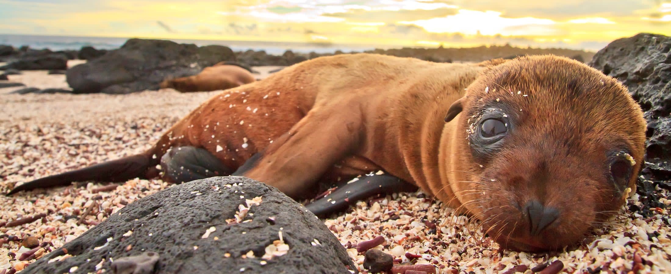 Baby sea lion