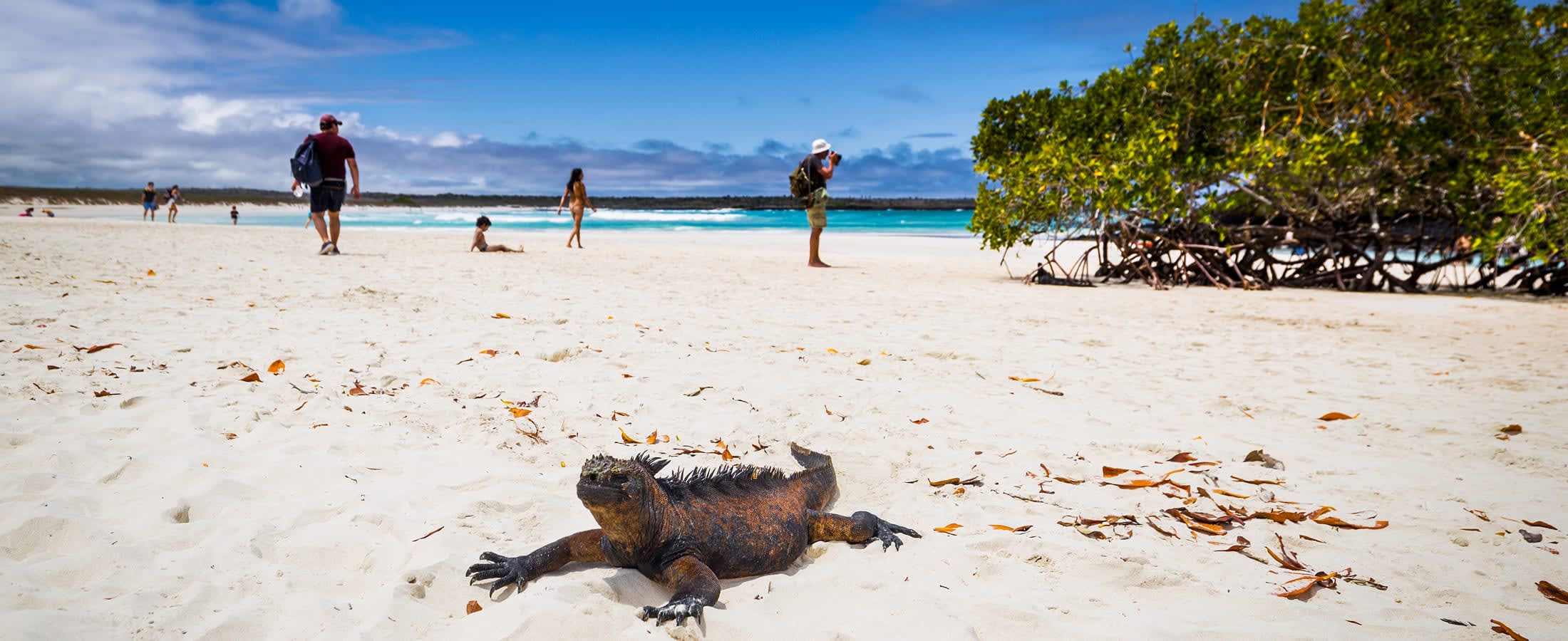Panoramic view of Tortuga Bay
