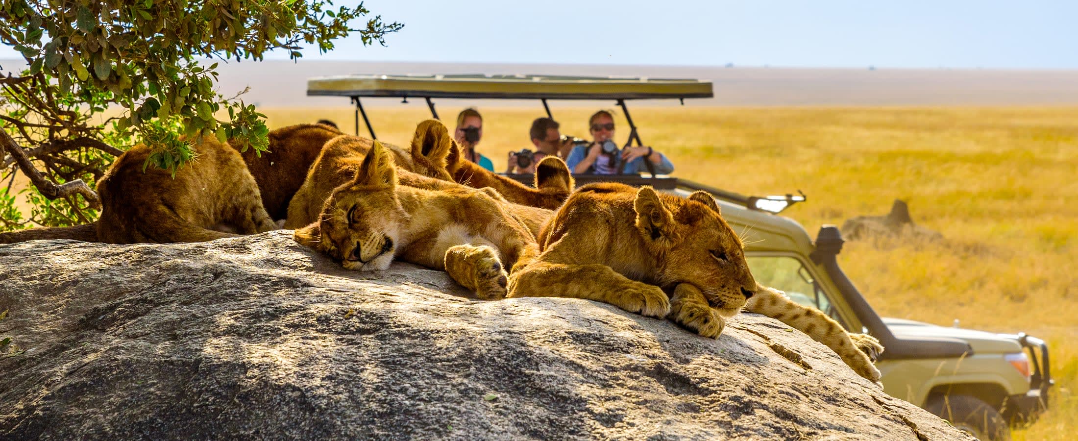 Viewing lions on safari, Masai Mara National Reserve