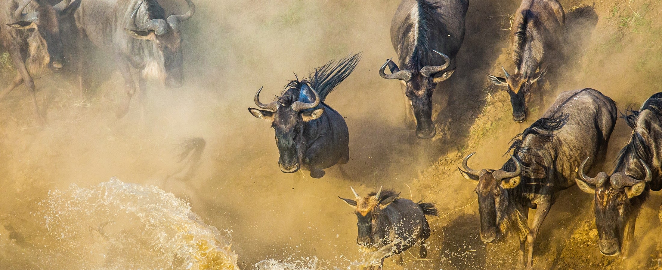 Wildebeest crossing the Mara River