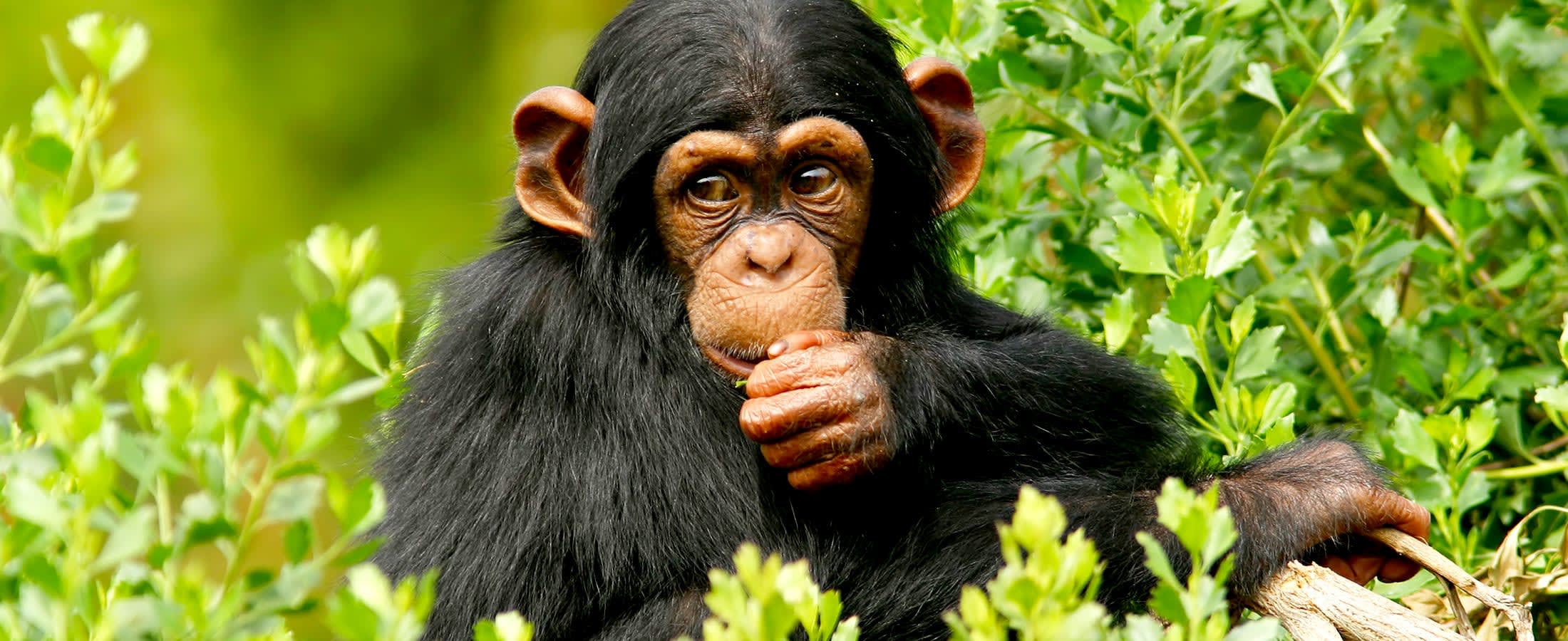 Jane Goodall chimpanzee sanctuary