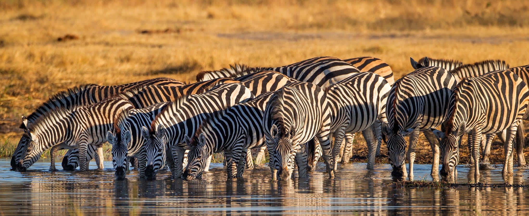 Zebras rinking, Lake Manyara National Park