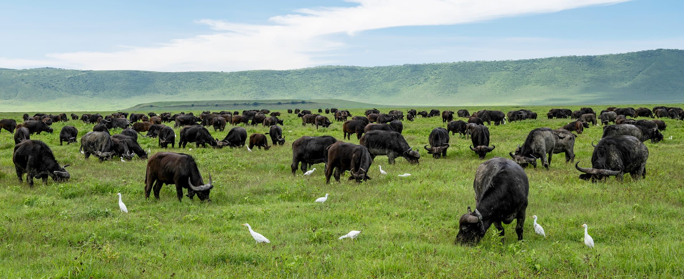 African buffalo, Ngorongoro Crater