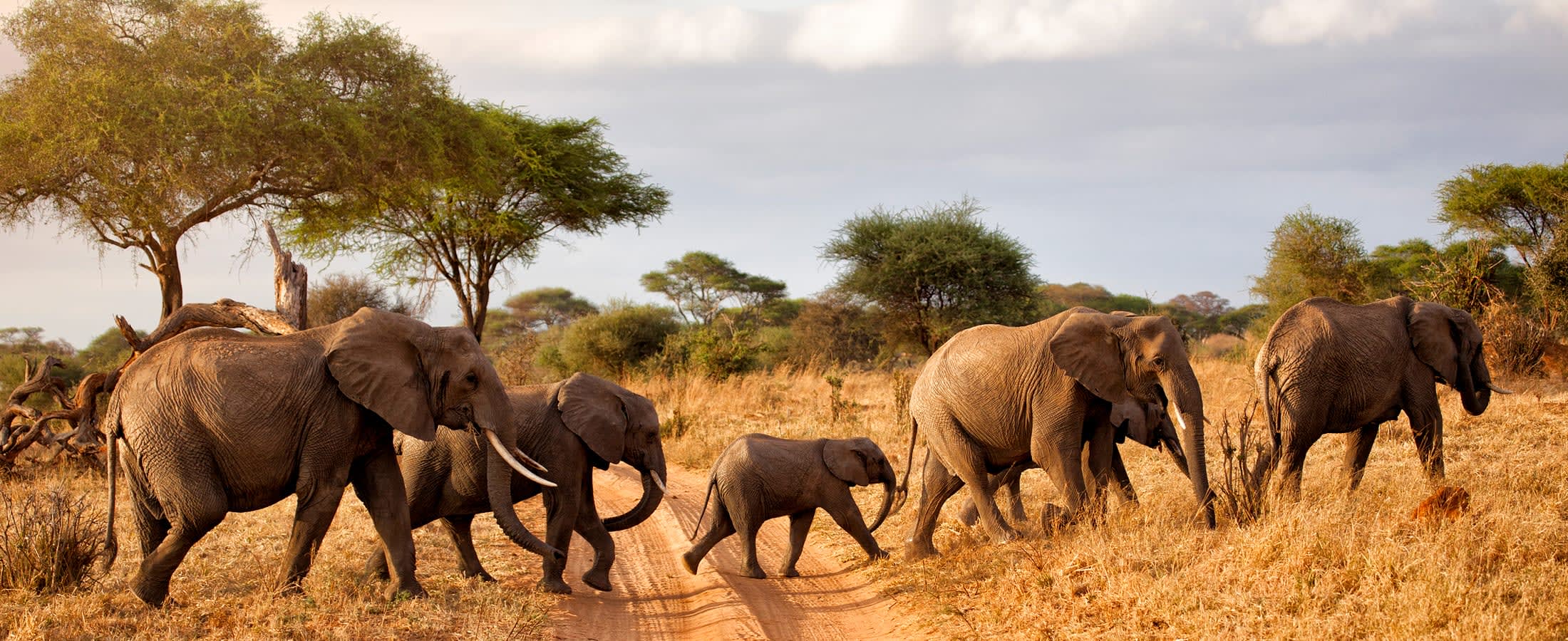 Elephant herd, Tarangire National Park