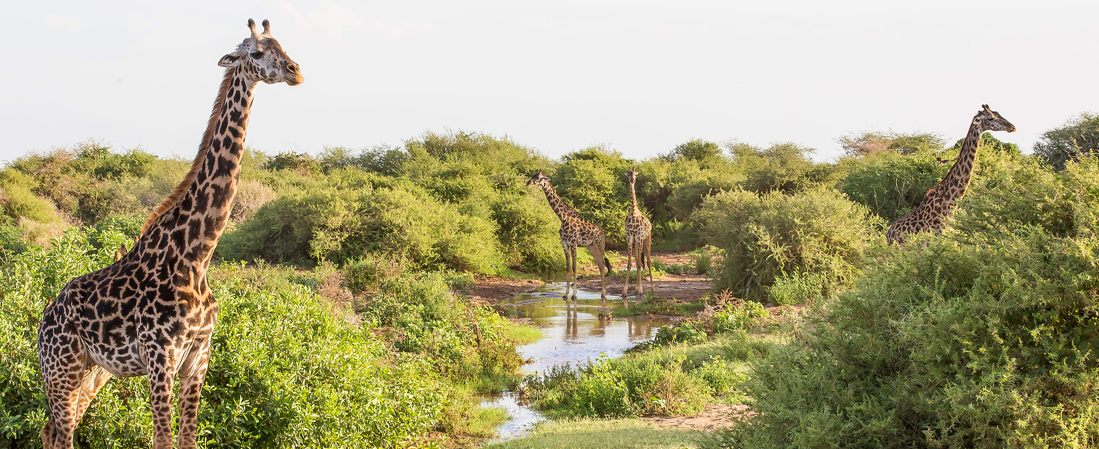Giraffe, Lake Manyara National Park