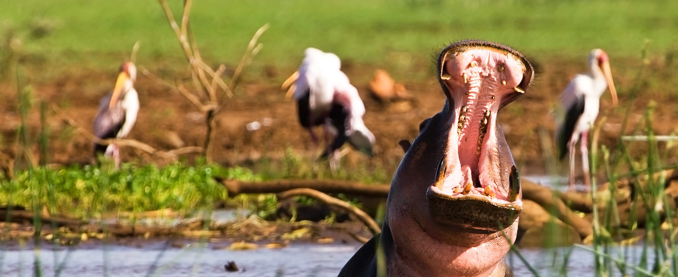 Hippo, Lake Manyara National Park