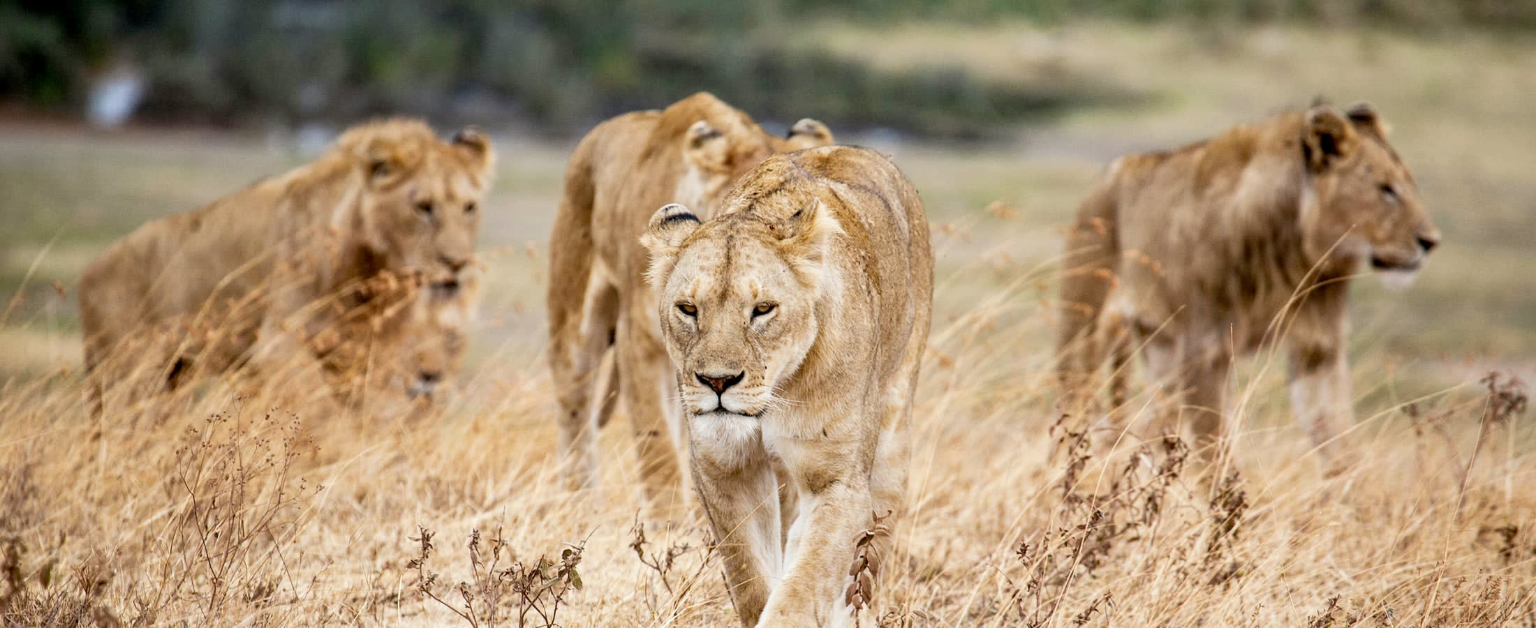 Lion pride, Ngorongoro Crater