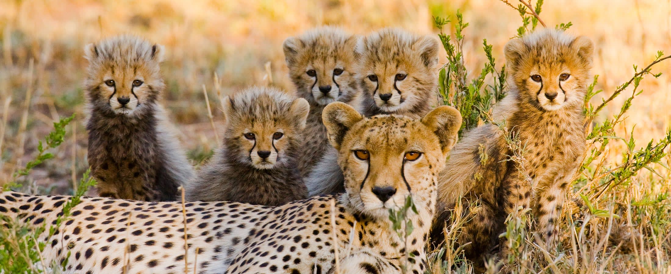 Cheetahs, Masai Mara National Reserve