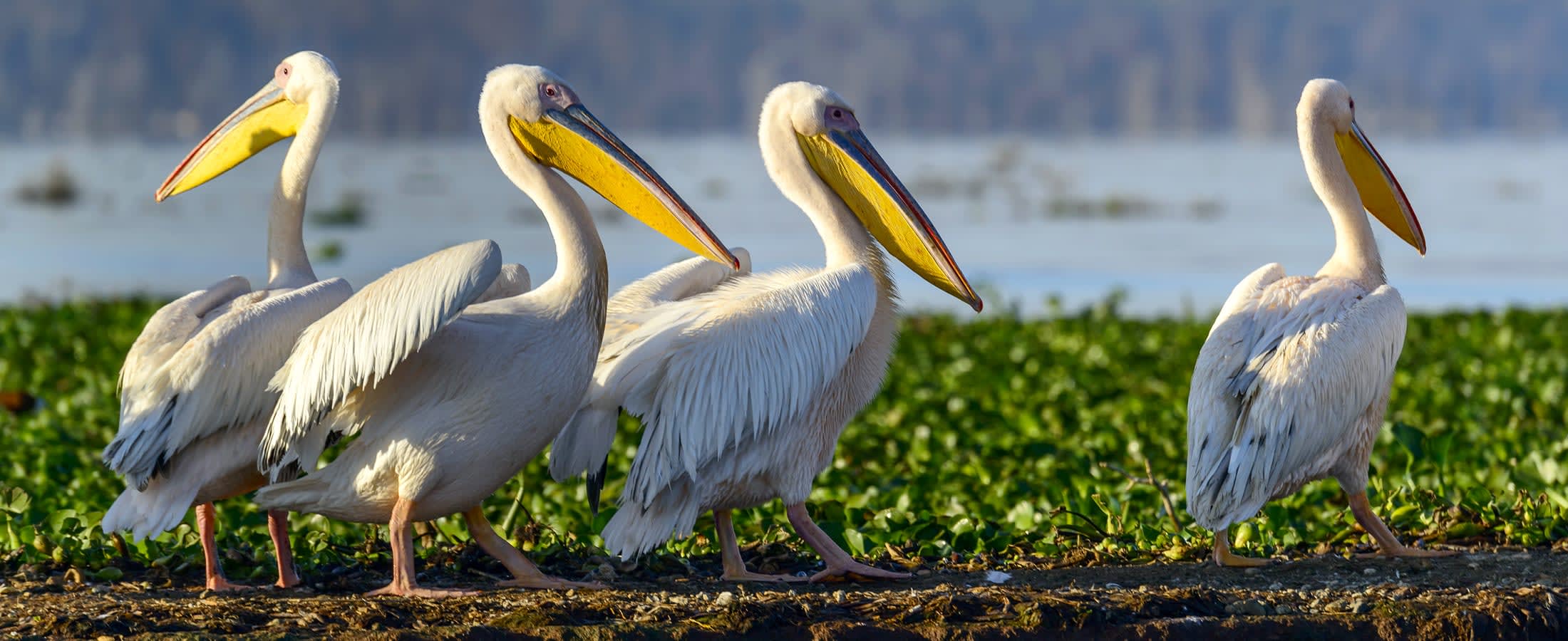 Great white pelicans, Lake Naivasha