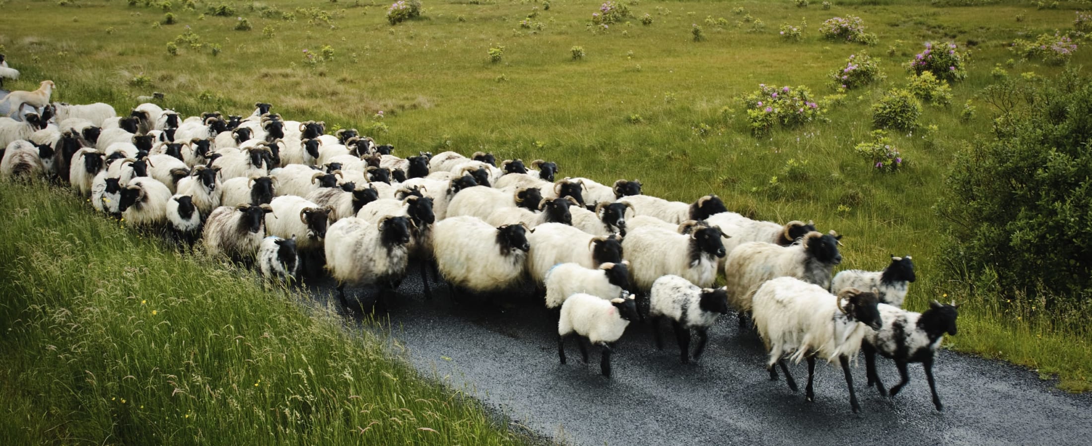 A flock of sheep in rural Ireland