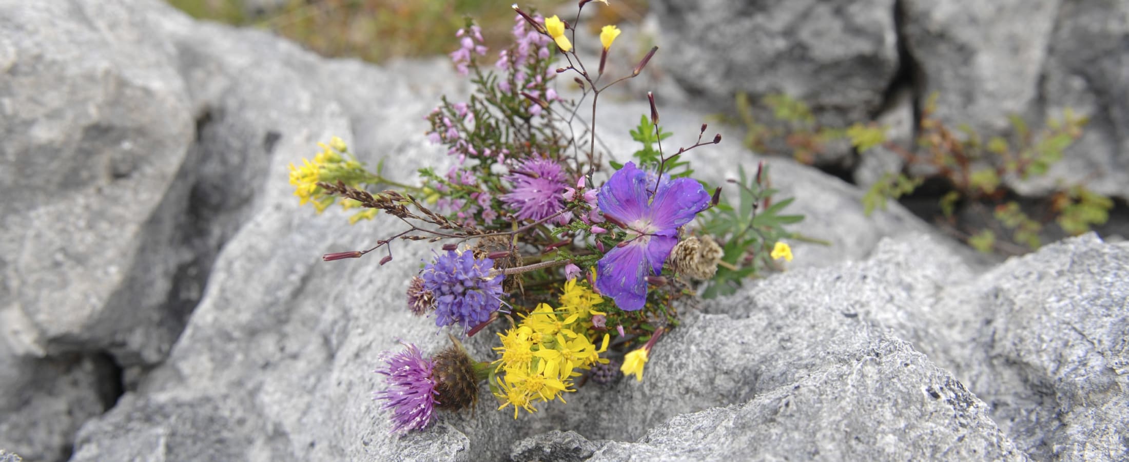 Wildlfowers growing on the Burren