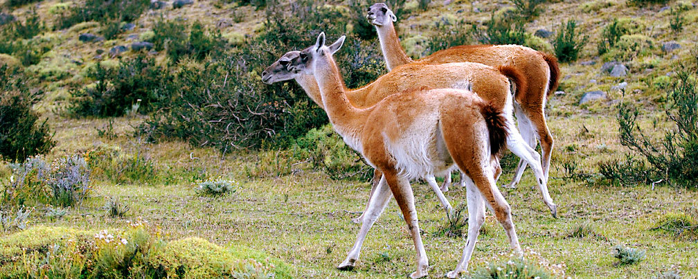 Guanacos   