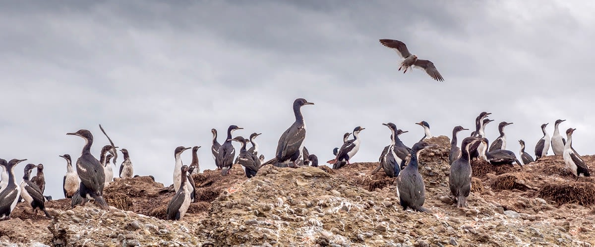 Cormorants