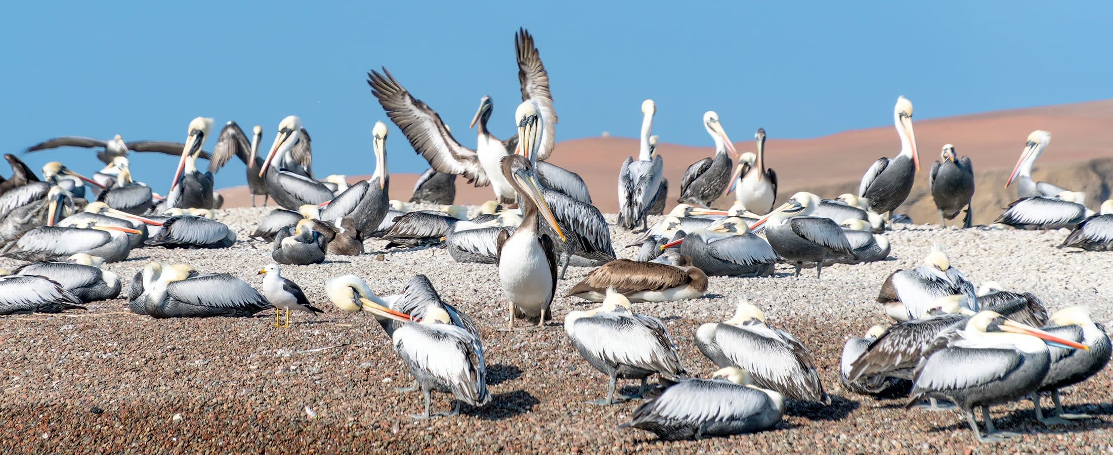 Pelicans, Paracas National Reserve