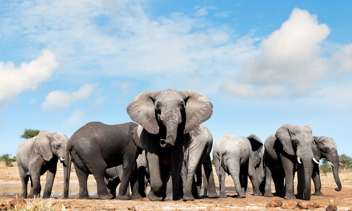 Herd of elephants