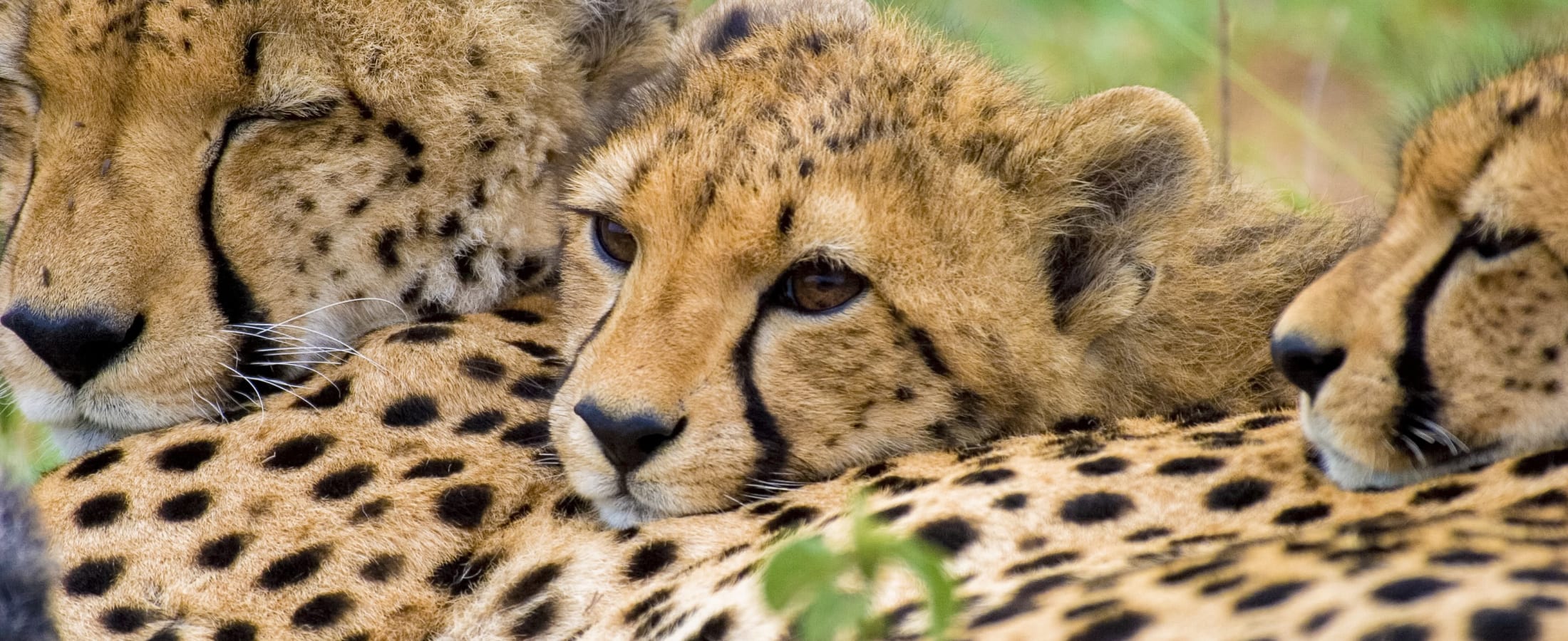 Mother cheetah and her cubs