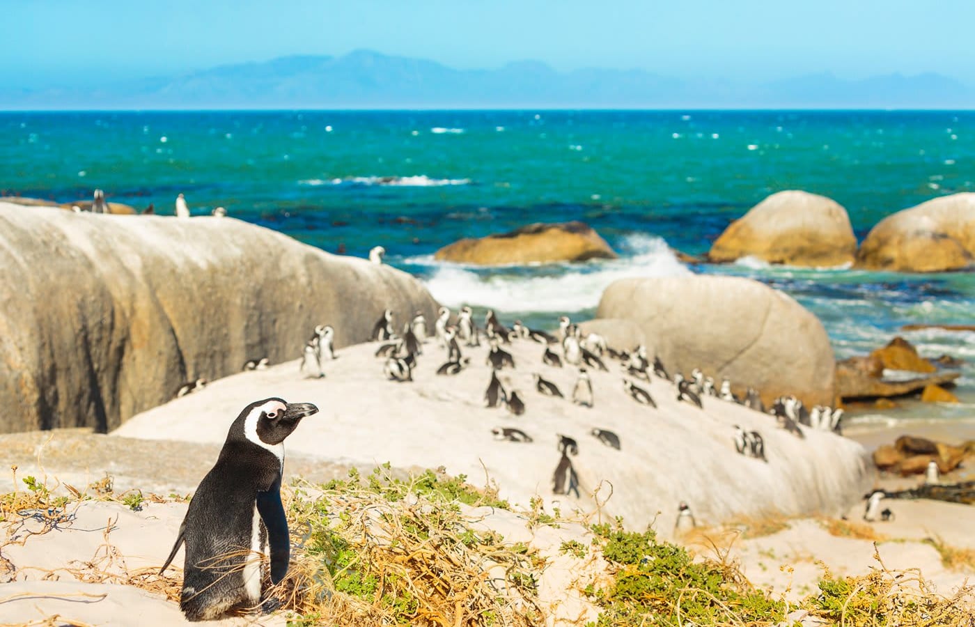 Colony of African penguins