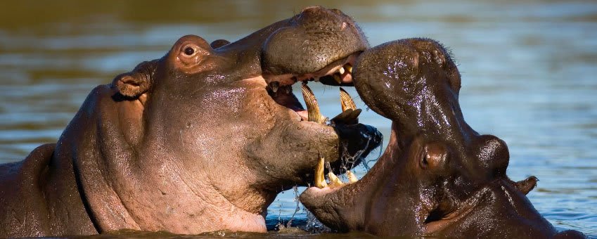 Hippos