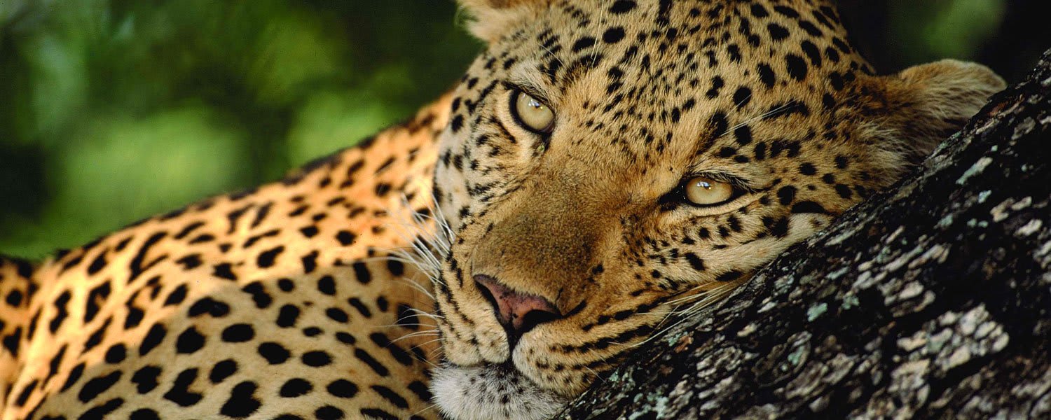Leopard