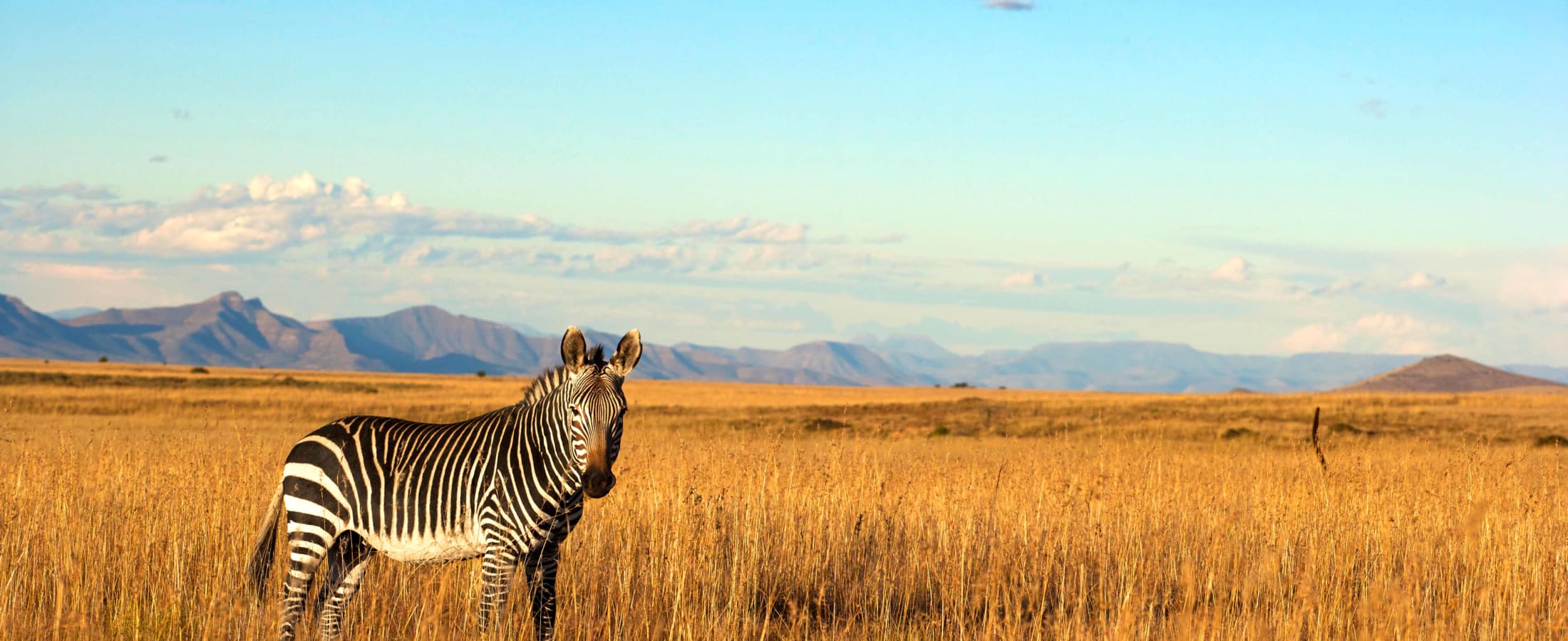 Zebra, Eastern Cape, South Africa