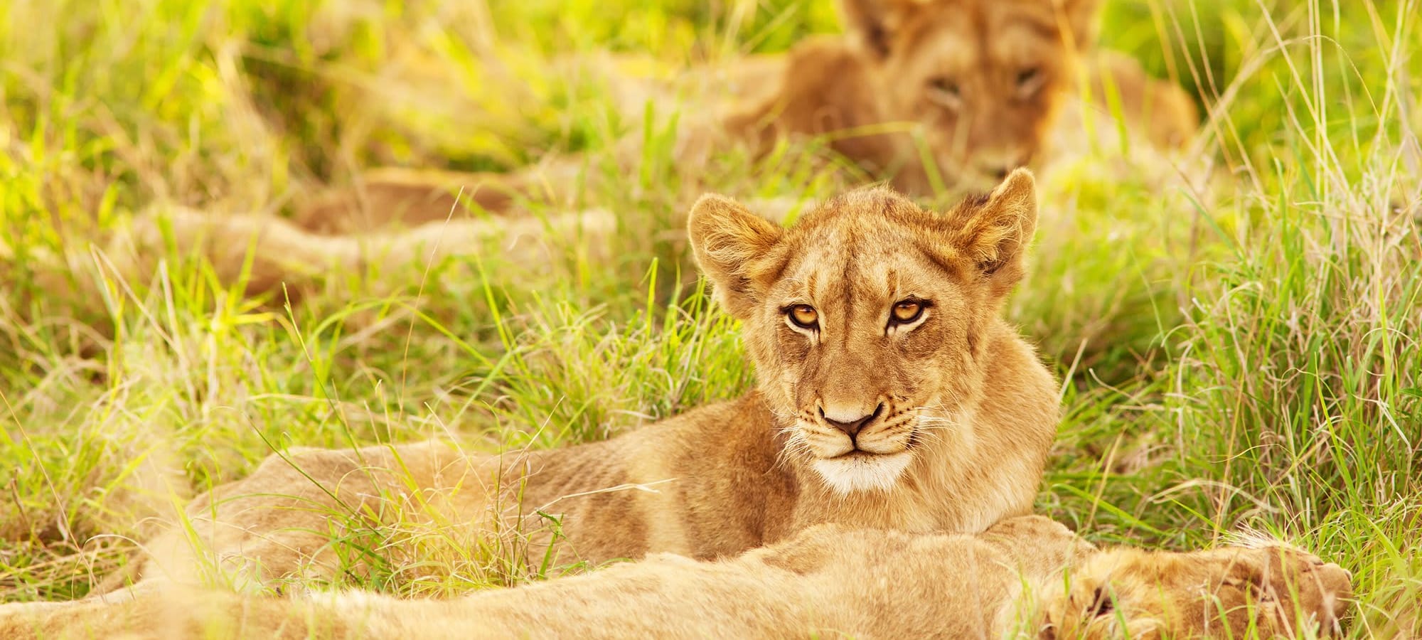 Lion cubs
